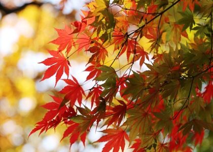 Study in Korea - Study in Korea