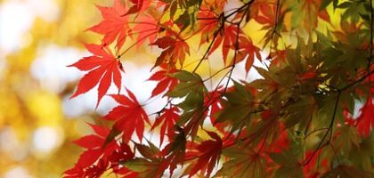 Study in Korea - Study in Korea